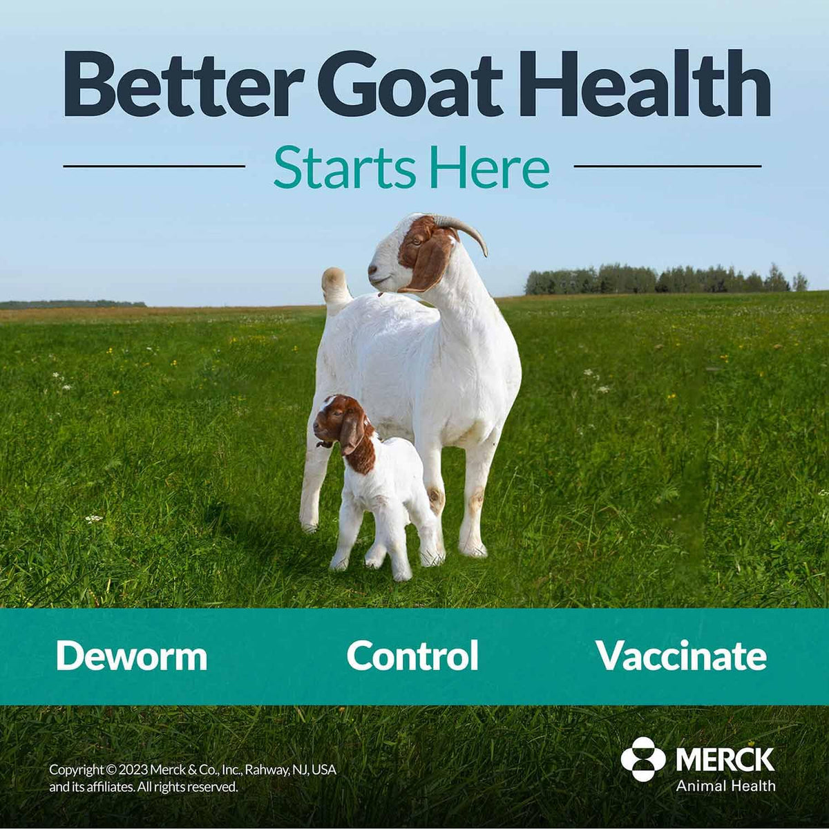 Fenbendazole Dewormer Liquid 125ml Y8900